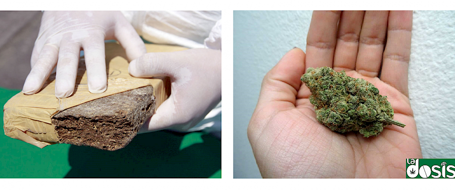 Comparación entre "prensada" y una flor de cannabis en buen estado