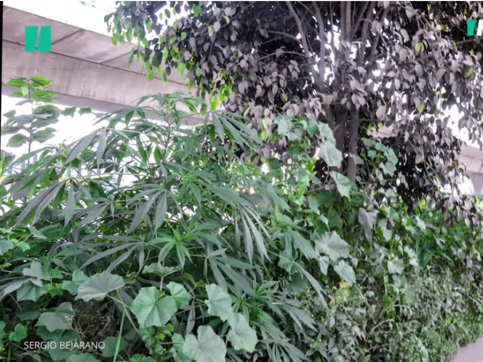 La Dosis ¡Aparece nueva planta de