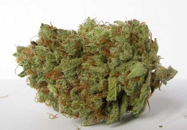 Powerful Godfather OG pot feminized  - properties and review