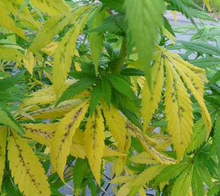 Нижние листья у конопли желтеют листья у время выведения из организма наркотиков