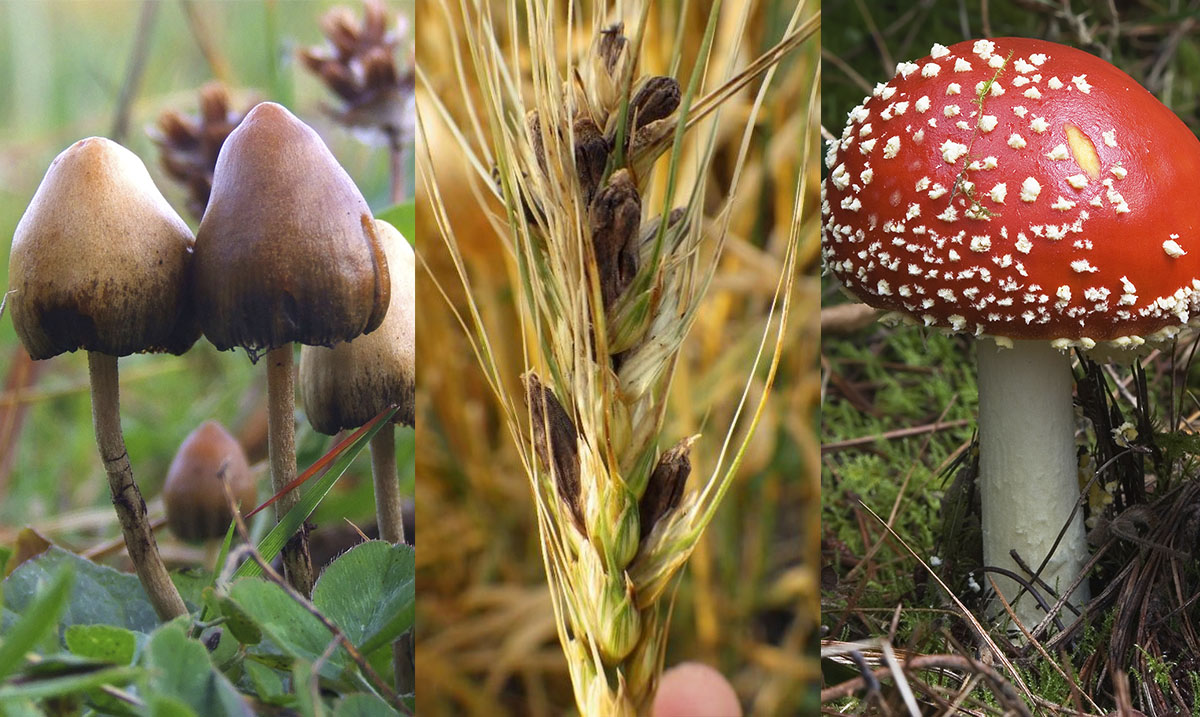 La Dosis - Las 3 especies de hongos psicoactivos más usadas. #Hongosto.