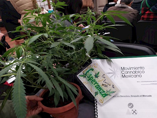 Planta de cannabis obsequiada a la Jefa de Gobierno. Foto: Pier Giuseppe.