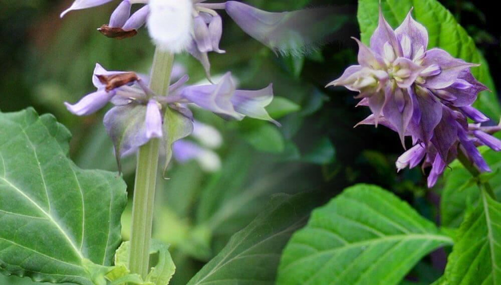 Salvia divinorum фото